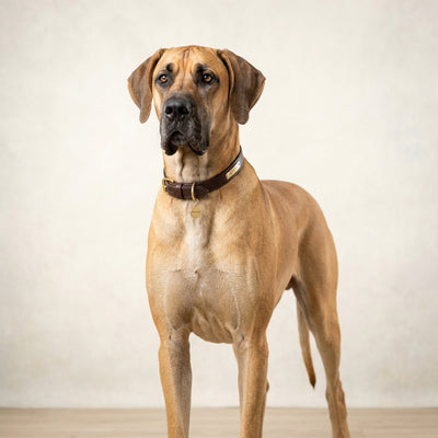 Large Breed